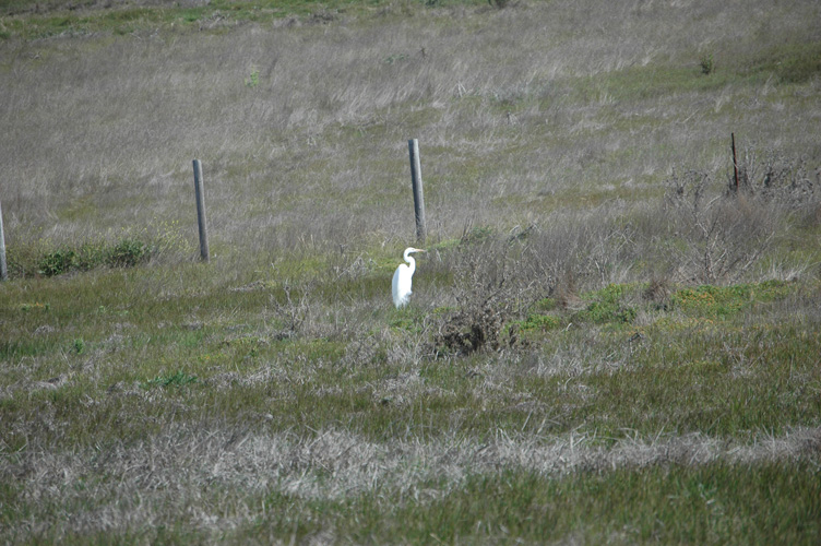 Upper Fiscalini Trail 055.jpg